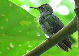 Glittering-throated Emerald