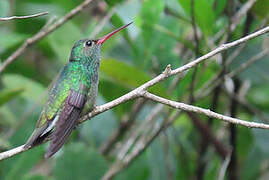 Glittering-throated Emerald