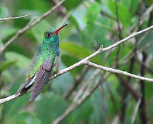 Glittering-throated Emerald