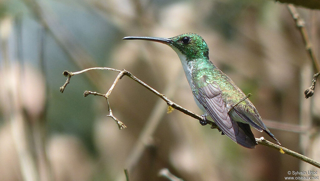 Plain-bellied Emerald