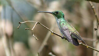 Plain-bellied Emerald