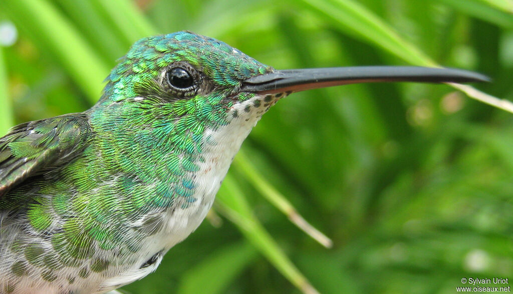 Plain-bellied Emeraldadult