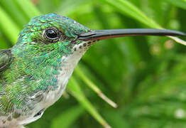 Plain-bellied Emerald