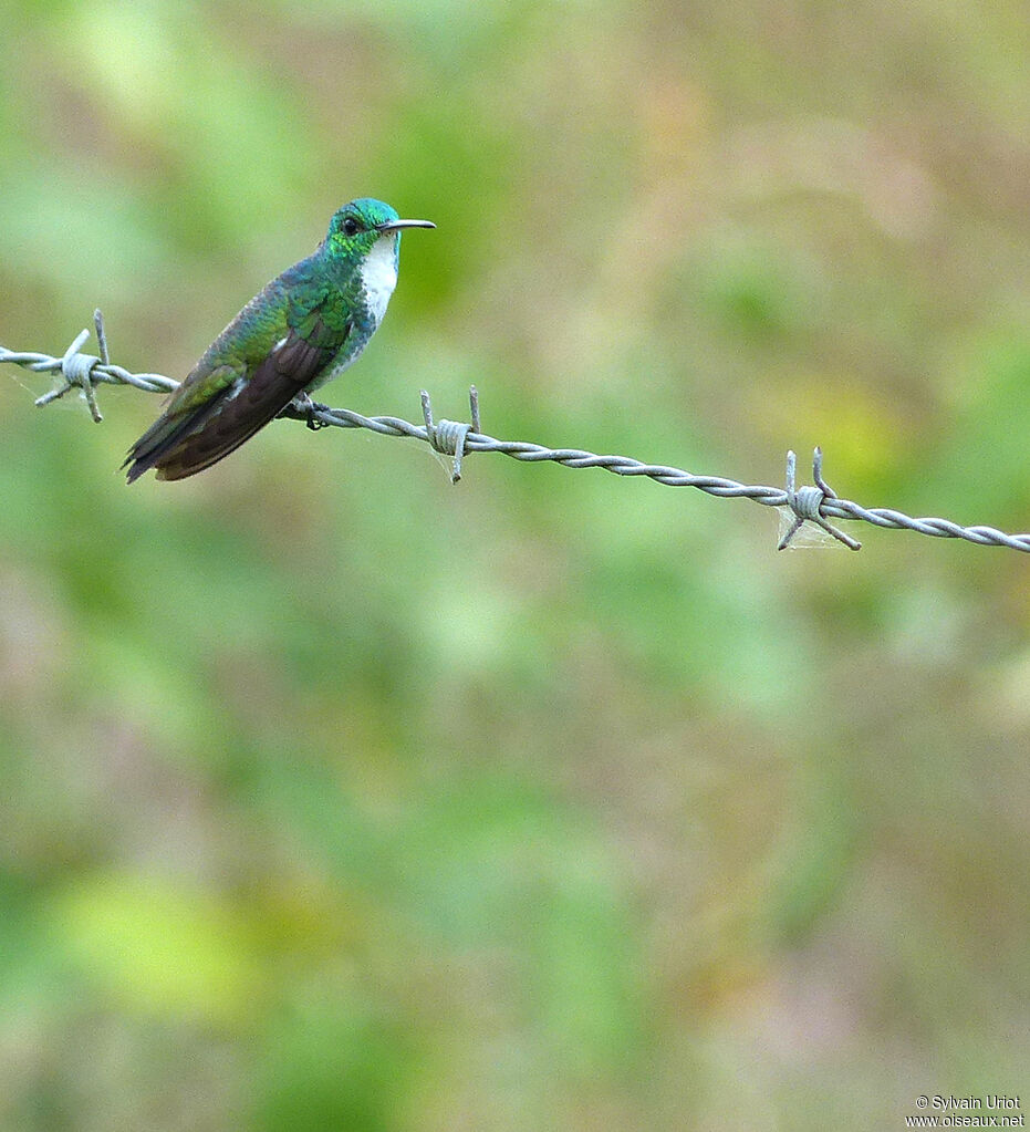 Plain-bellied Emeraldadult