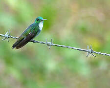 Plain-bellied Emerald