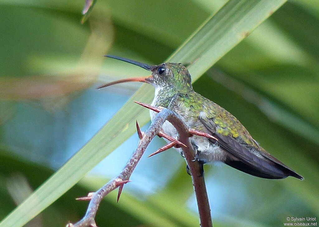 Plain-bellied Emeraldjuvenile