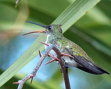 Plain-bellied Emerald