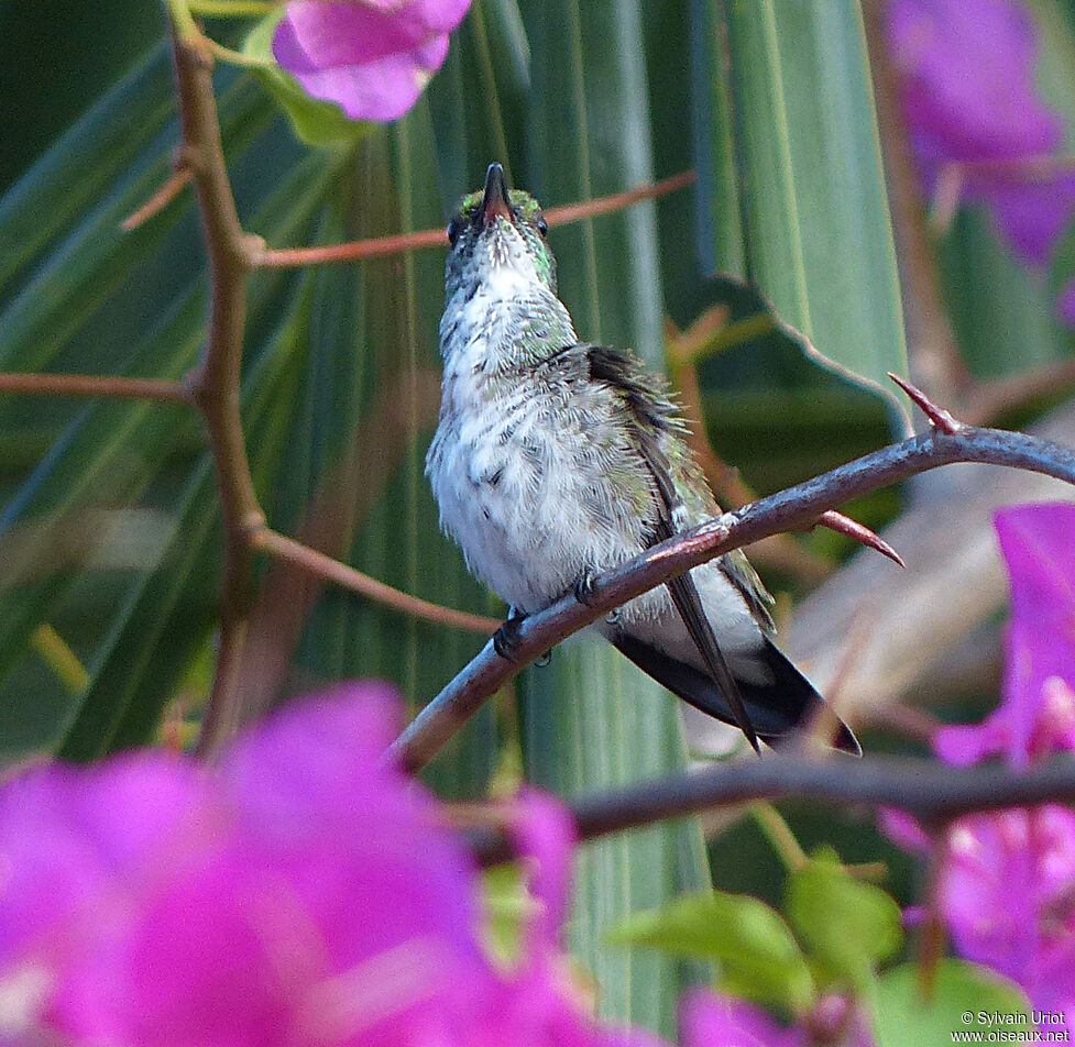 Plain-bellied Emeraldjuvenile