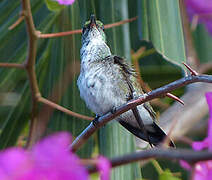 Plain-bellied Emerald