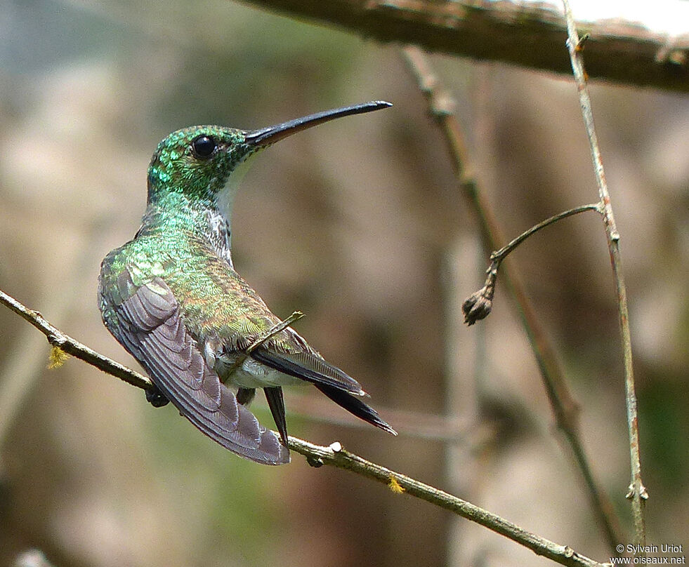 Plain-bellied Emeraldadult