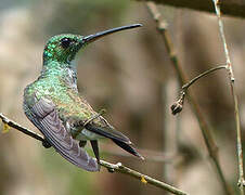 Plain-bellied Emerald