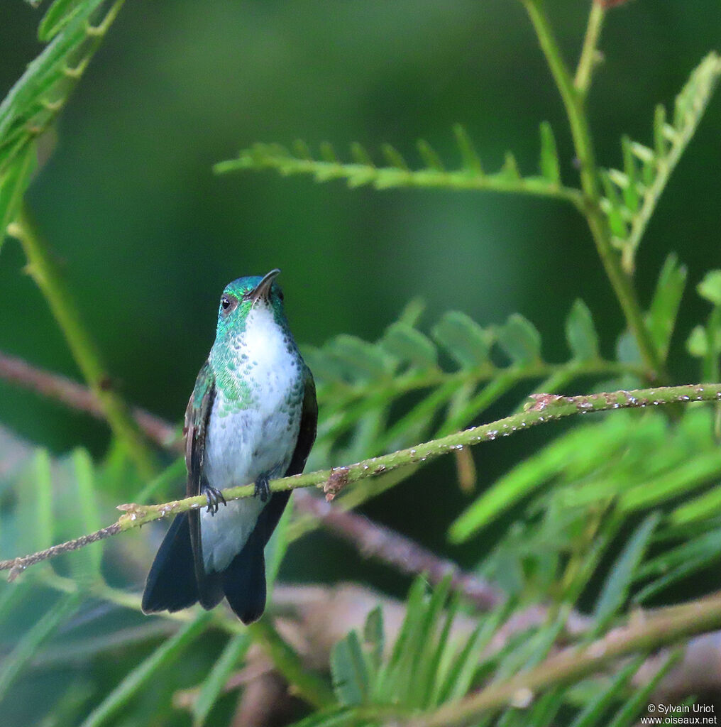 Plain-bellied Emeraldadult