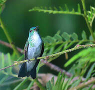 Plain-bellied Emerald