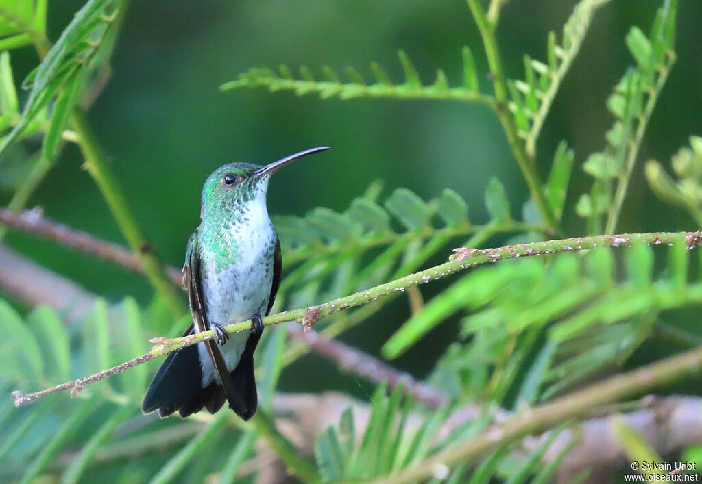 Plain-bellied Emeraldadult