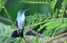 Plain-bellied Emerald