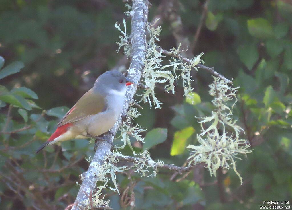 Swee Waxbill female adult