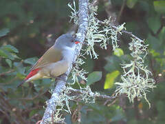 Swee Waxbill