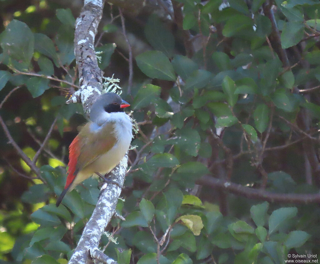 Swee Waxbill male adult