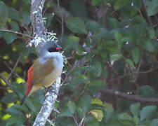 Swee Waxbill