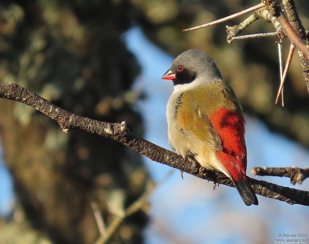 Swee Waxbill male adult