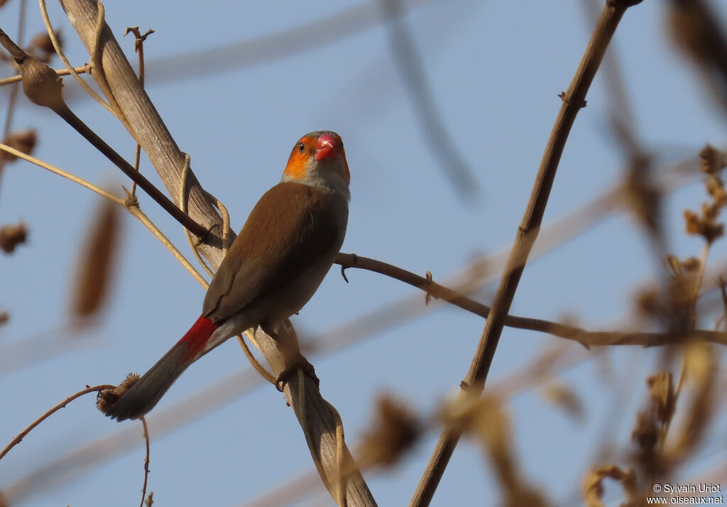 Orange-cheeked Waxbilladult