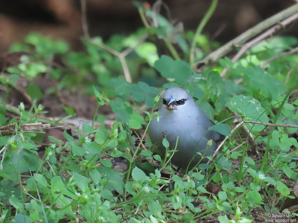 Grey Waxbilladult