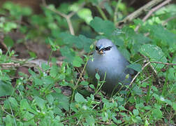 Grey Waxbill