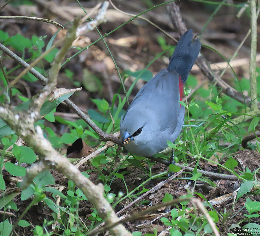 Grey Waxbilladult