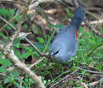 Grey Waxbill