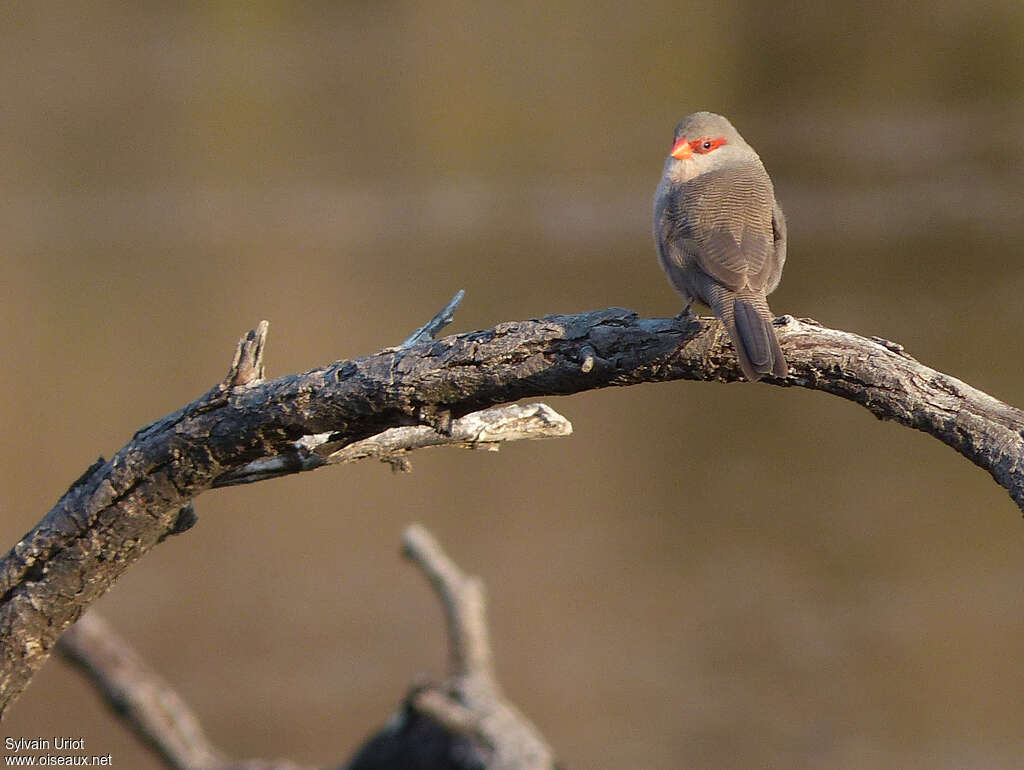 Common Waxbill