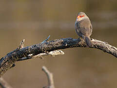 Common Waxbill