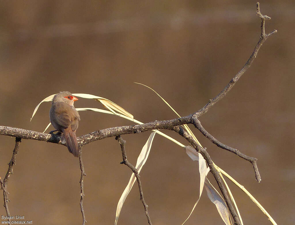 Common Waxbill