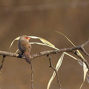 Common Waxbill