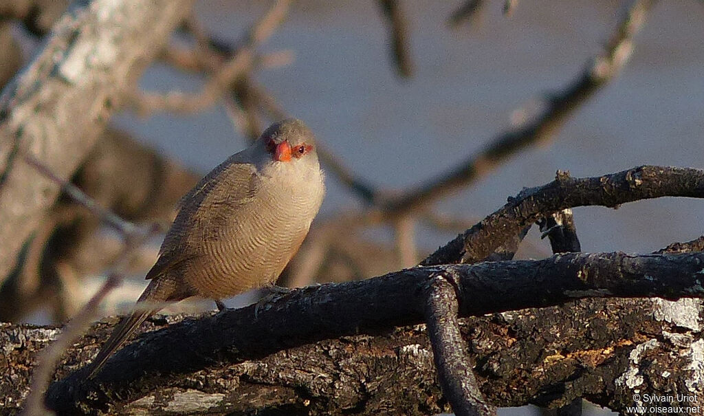 Common Waxbill