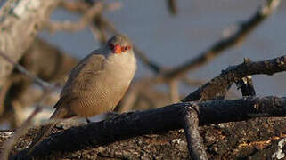 Common Waxbill