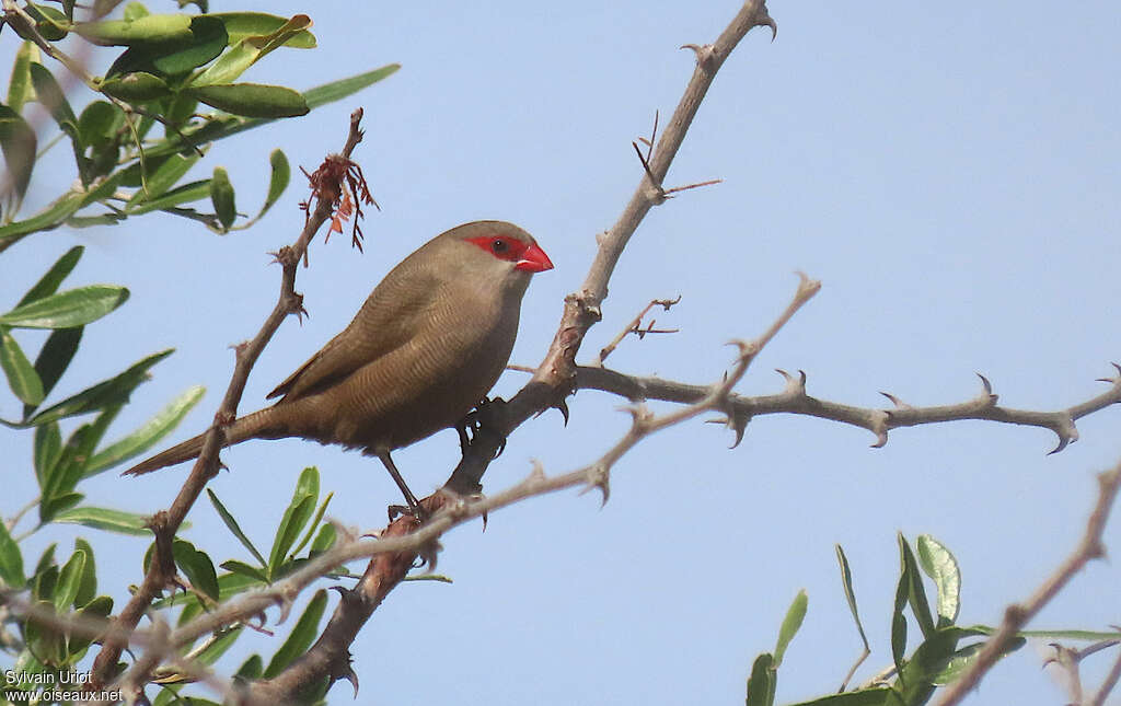 Common Waxbill male adult