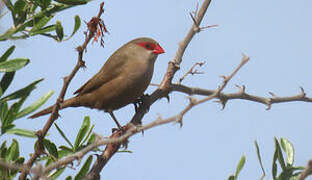 Common Waxbill