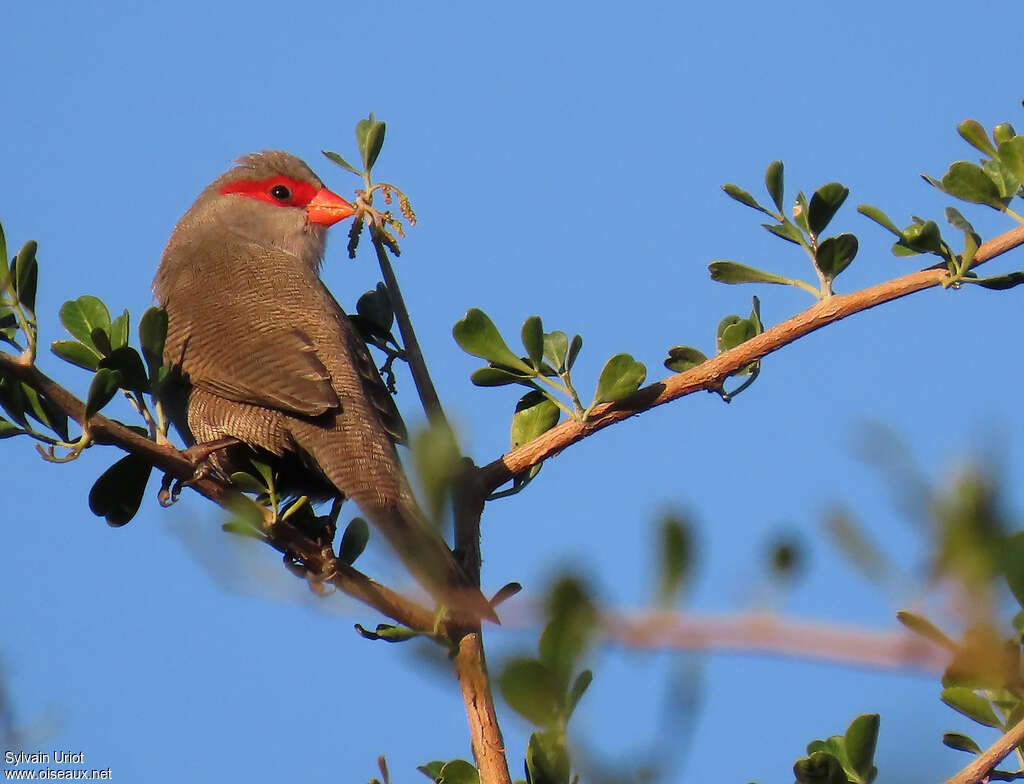 Common Waxbill male adult