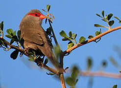 Common Waxbill