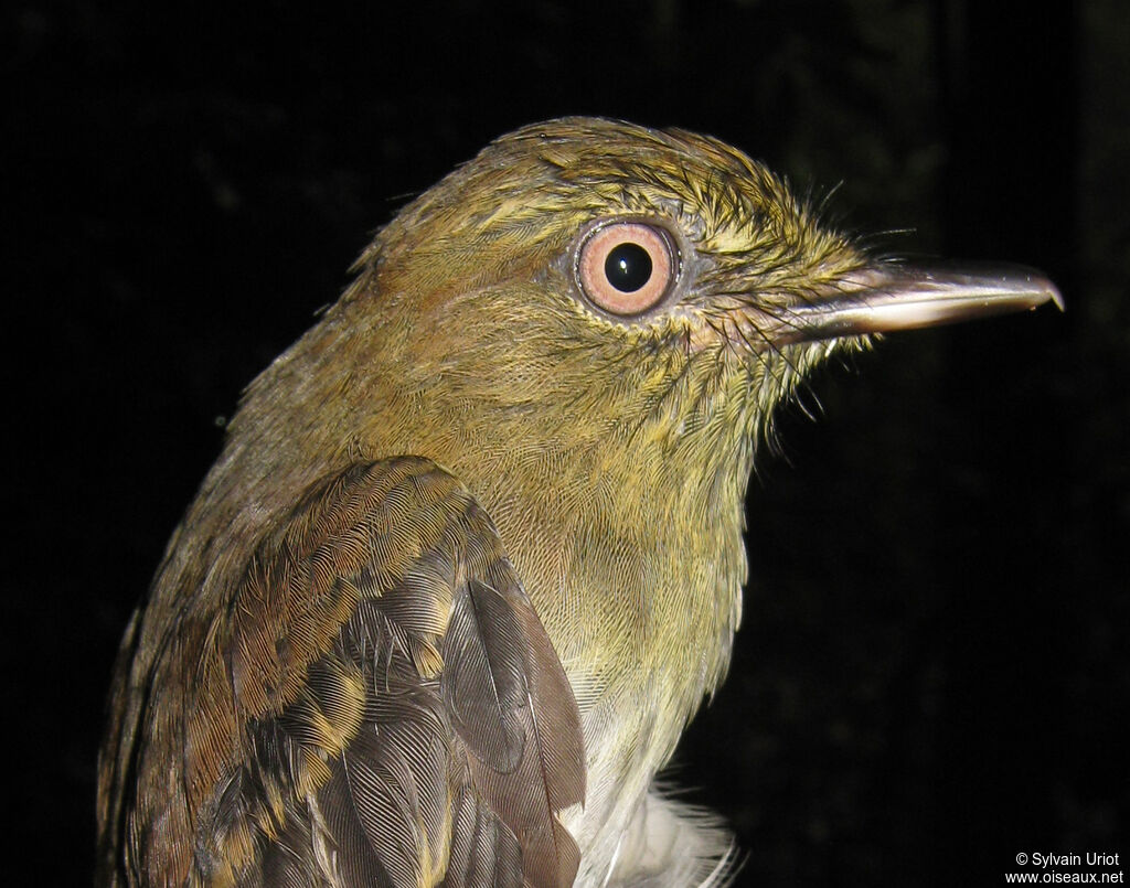 Bright-rumped Attilaadult