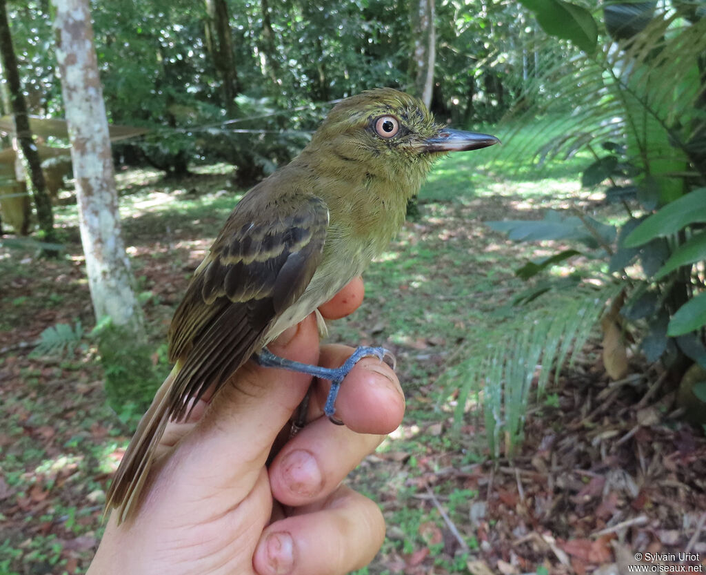 Bright-rumped Attilaadult