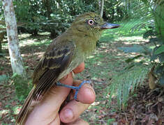 Bright-rumped Attila