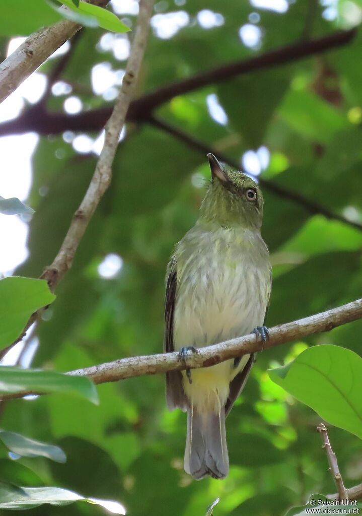 Bright-rumped Attilaadult