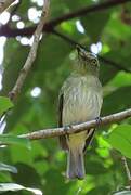 Bright-rumped Attila