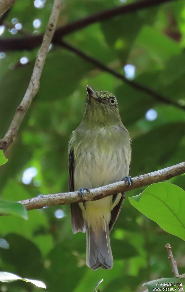 Bright-rumped Attilaadult