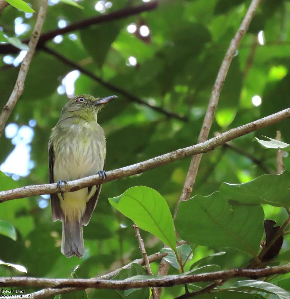 Bright-rumped Attilaadult, pigmentation