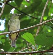 Bright-rumped Attila