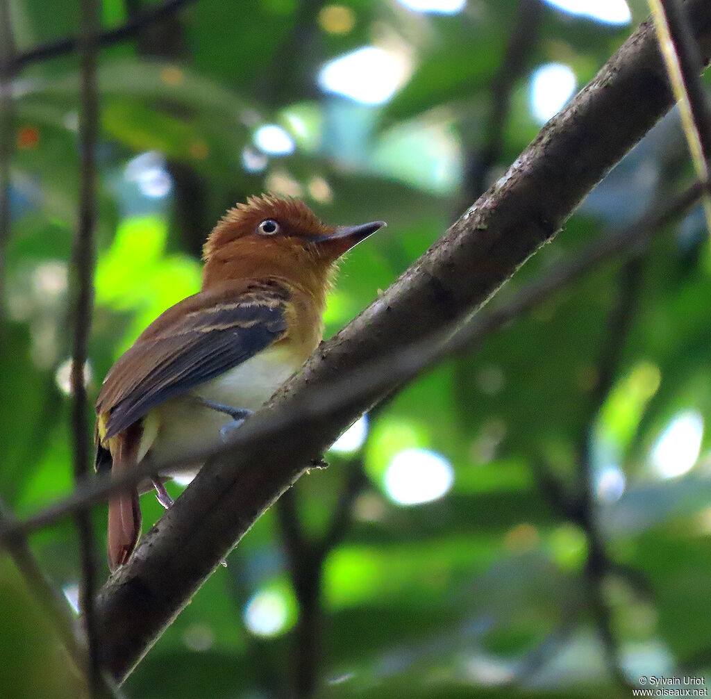 Bright-rumped Attila