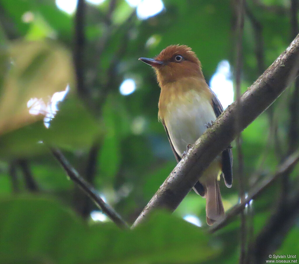 Bright-rumped Attilaadult