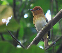 Bright-rumped Attila